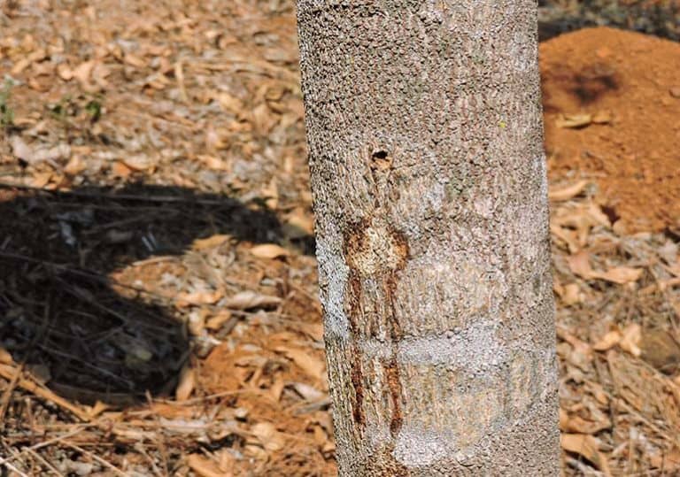 agarwood tree