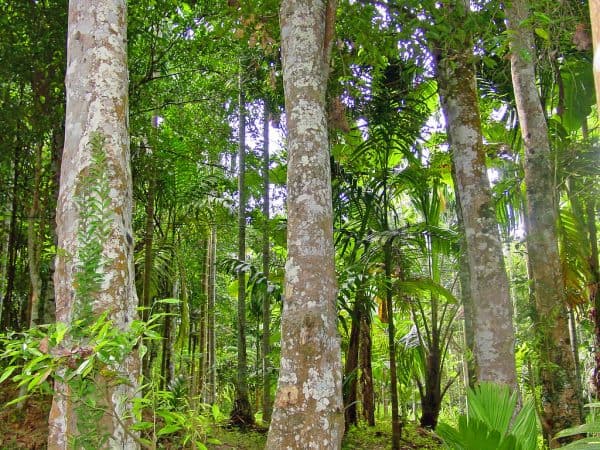 Agarwood tree has a grayish-white appearance on the outside