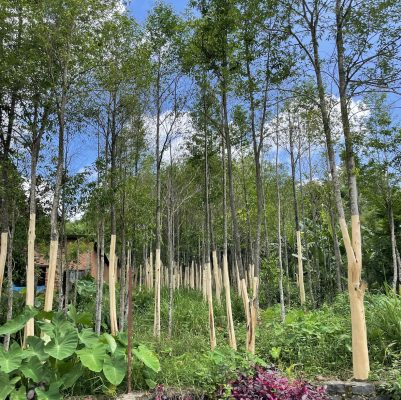 Agarwood tree farming in Vietnam