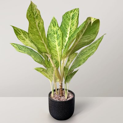 Aglaonema Chinese Evergreen is easy care and worry free