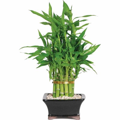  Lucky Bamboo - A Plant that Brings Good Fortune – TrustBasket