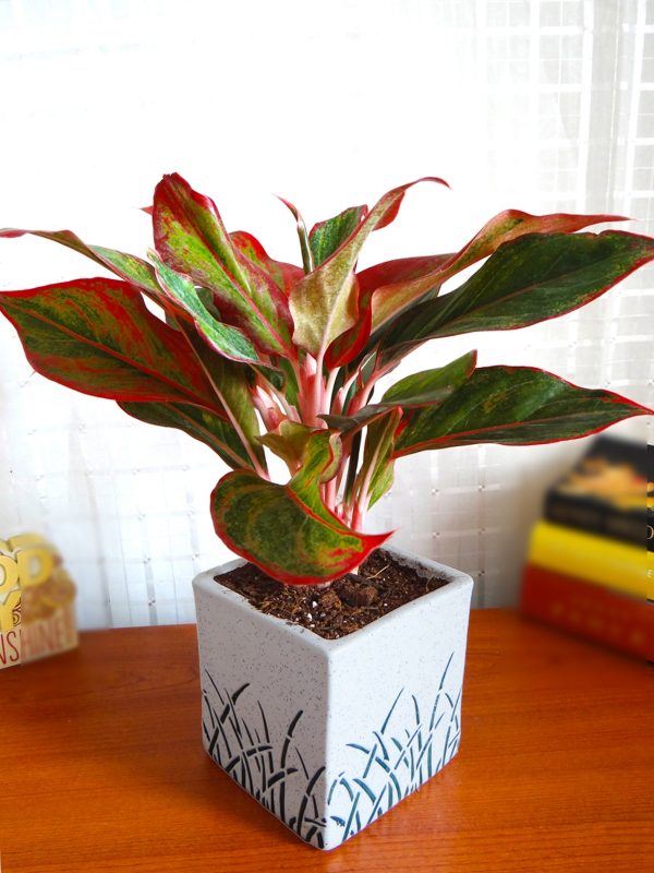 Red Aglaonema with Red or Pink Leaves