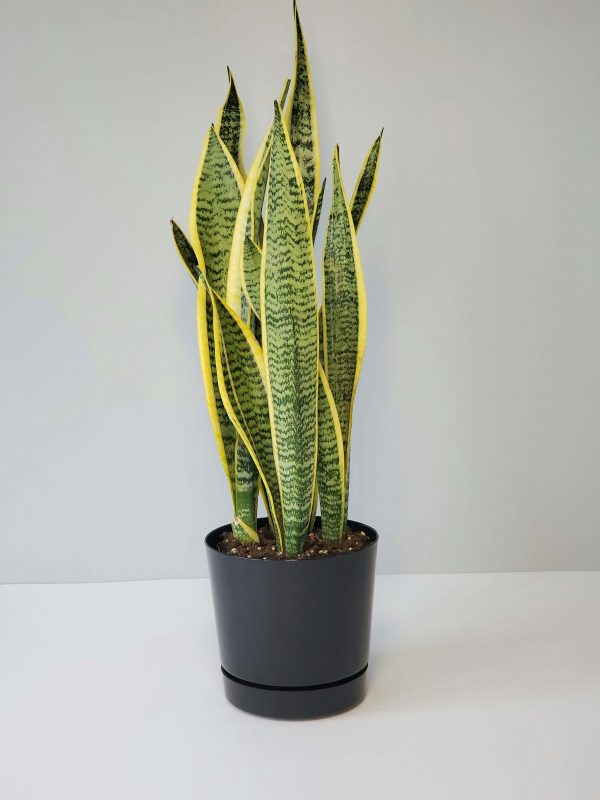 The snake plant is one of those plants known for both looking good and improving air quality