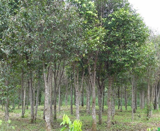 Indonesian Agarwood