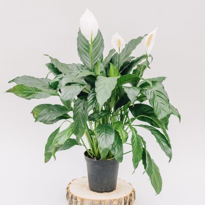 The peace lily is an adaptable and low-maintenance houseplant