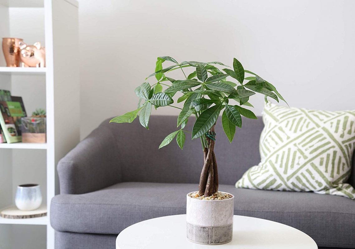 The Money Tree Plant can attract Wealth in your home