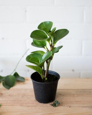 Baby Rubber Plant is beneficial to one's health.