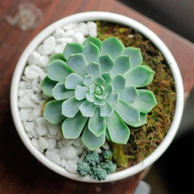 The presence of Succulents in the house will help the atmosphere become fresher