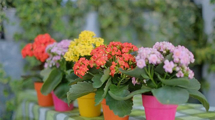 Life Plant is known to be an easy-care plant with vibrant flower colors