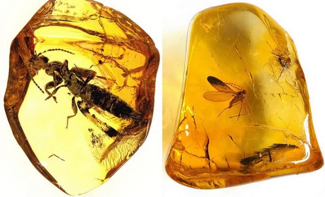 Amber is actually fossilized tree resin (mainly information) after millions of years in the wild.