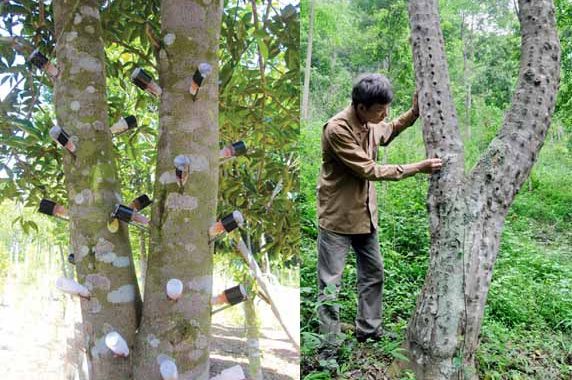 Khanh Hoa is a famous place for agarwood in Vietnam