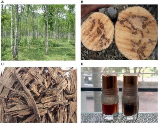 The agarwood tree can only be found in tropical locations