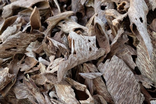 agarwood chips in the nature