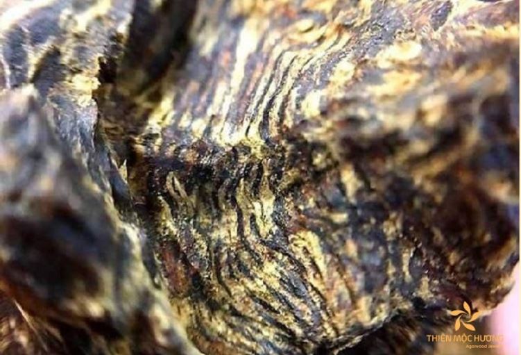 Vietnamese Agarwood is highly appreciated for its quality