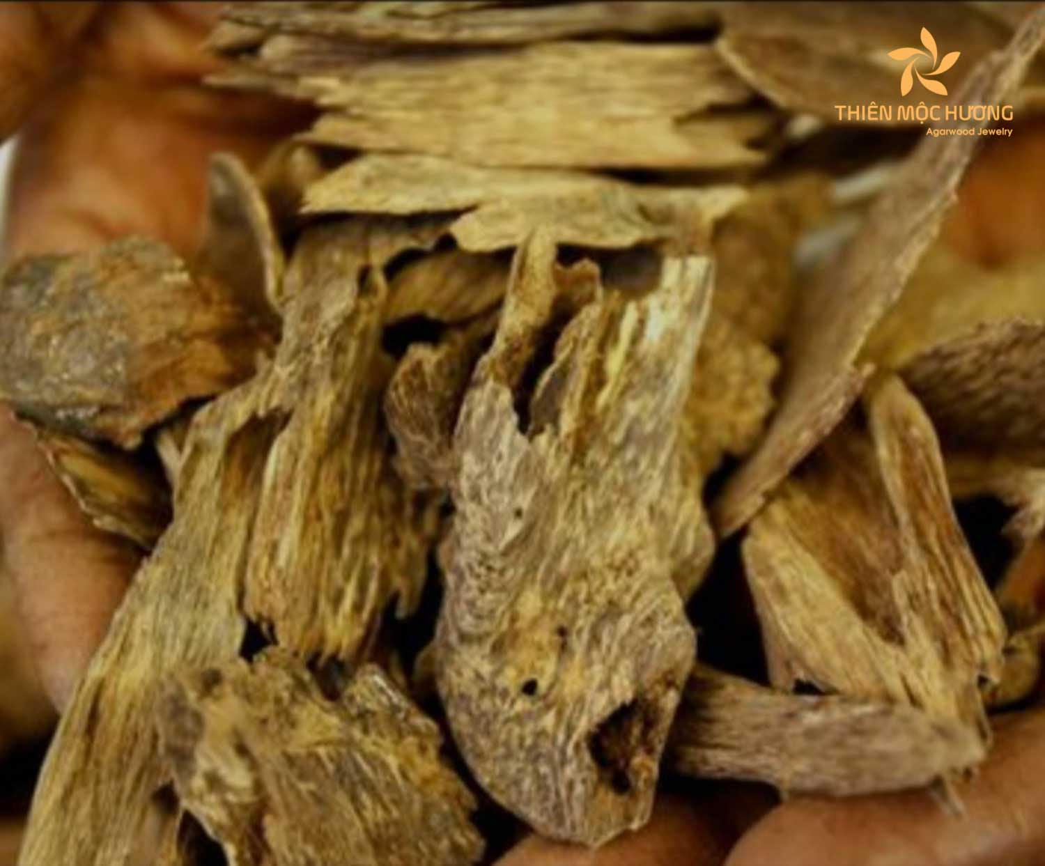 Where to Buy Agarwood in the Philippines - Iba Botanicals
