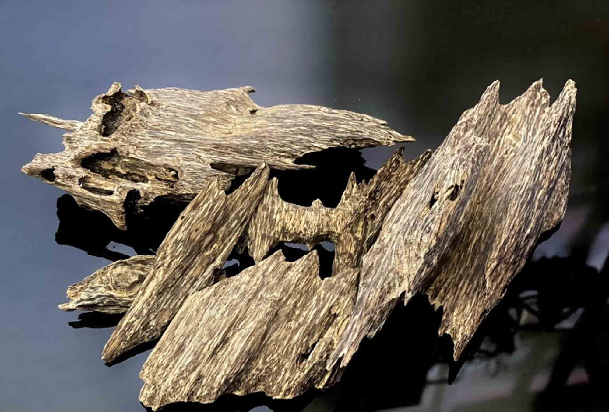 Considerations when purchasing Agarwood chips for sale
