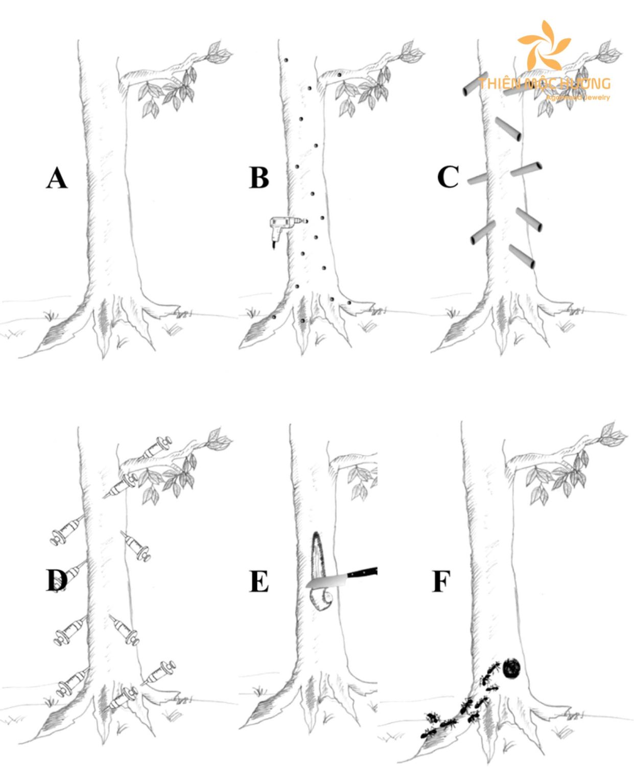 Agarwood inoculation formula detailed explanation