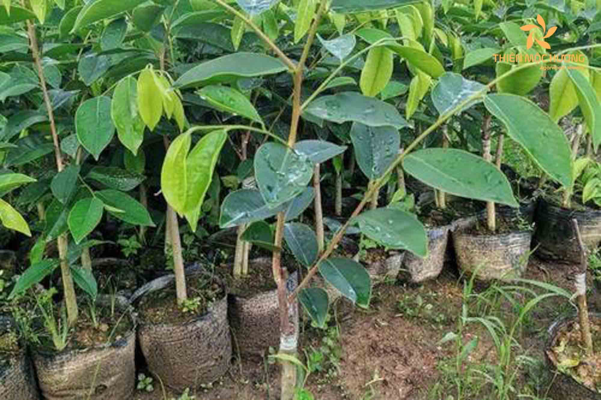 Growth conditions of Agarwood seedlings