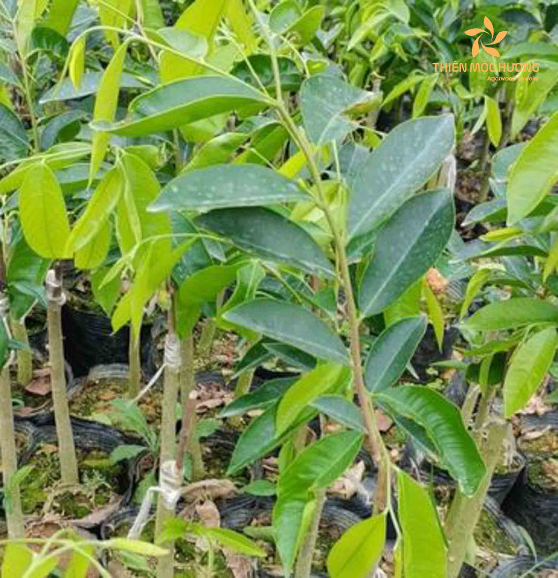 Keep in mind that the formation of agarwood seedlings is a gradual process.
