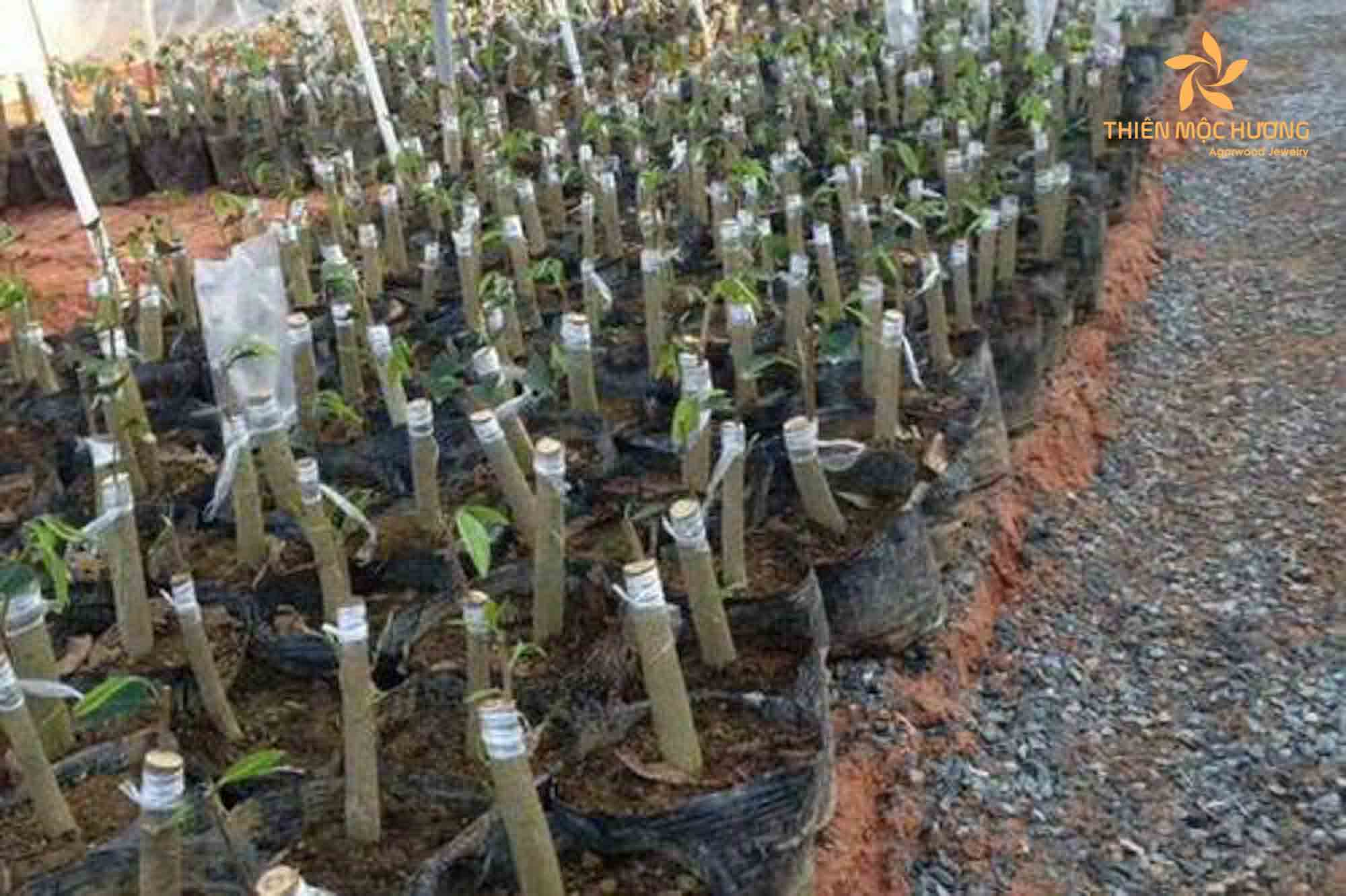 Why Agarwood seedlings are in demand?