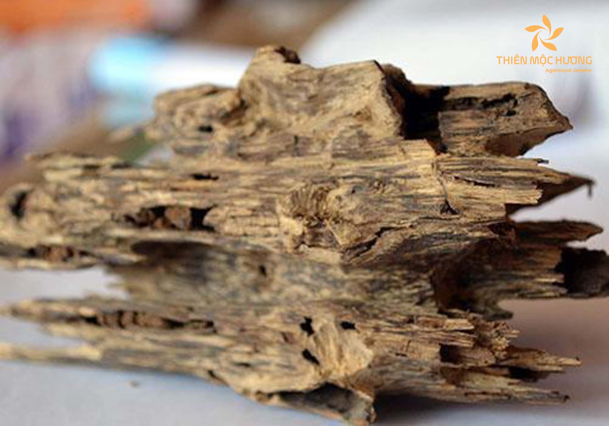 Agarwood vs Sandalwood smell and olfactory notes